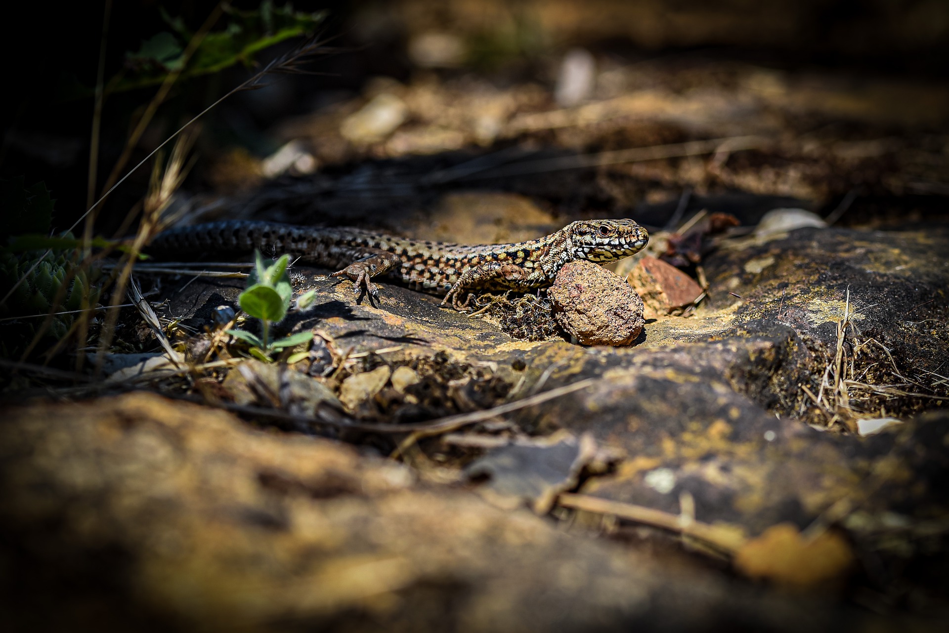 Le lezard des murailles