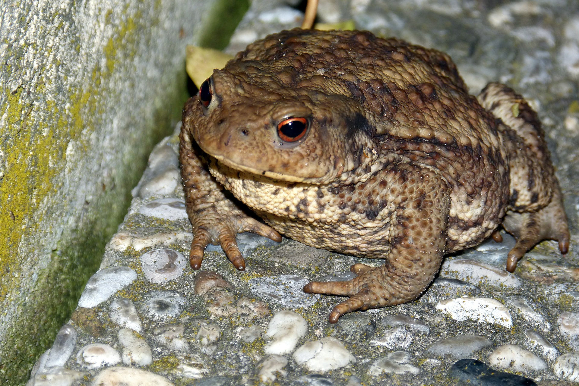 Crapaud commun