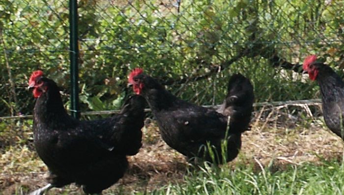 Deuxième édition pour l’opération  « Poules noires du Berry » !