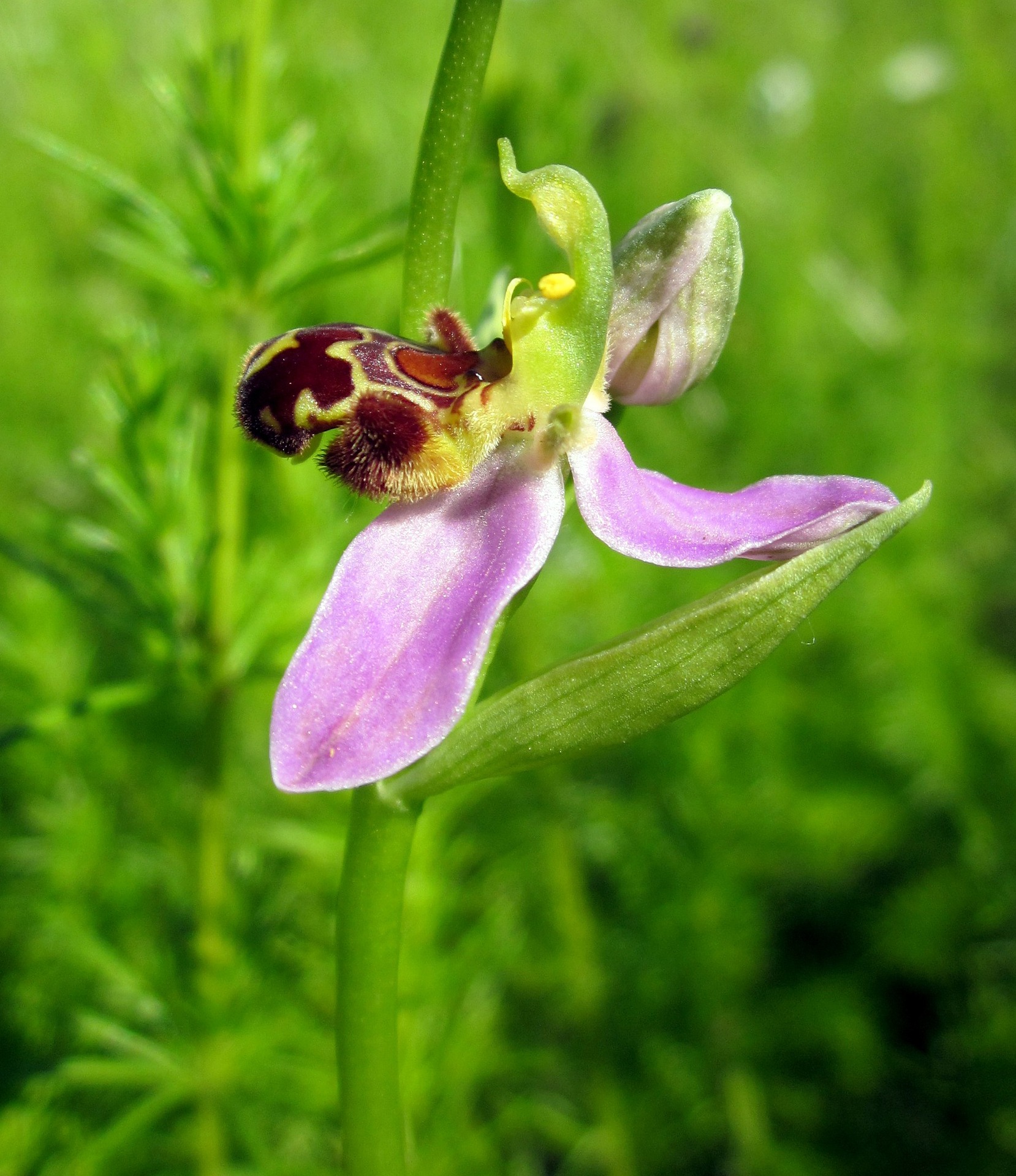 Orchidée abeille