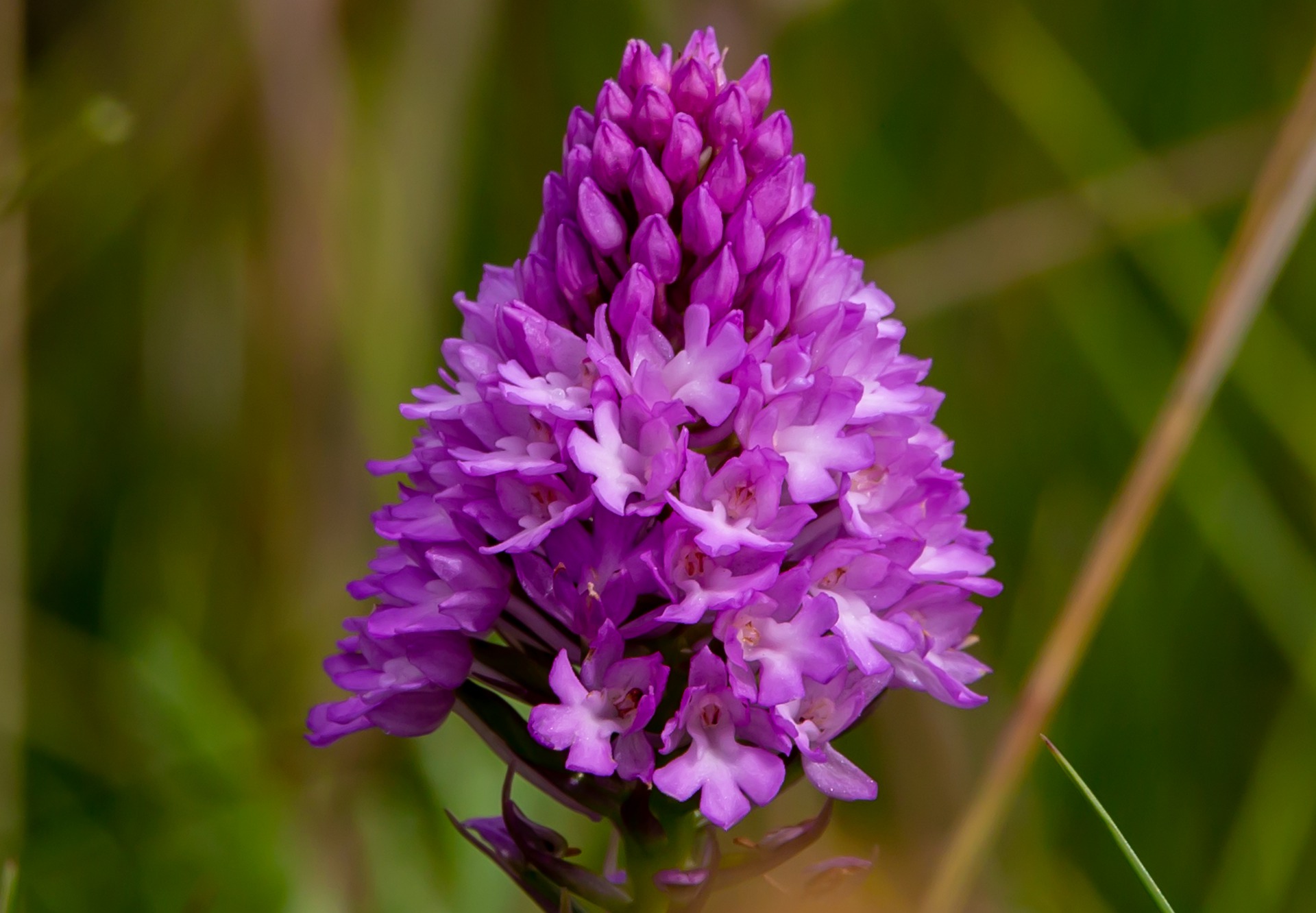 Orchidée Pyramidale