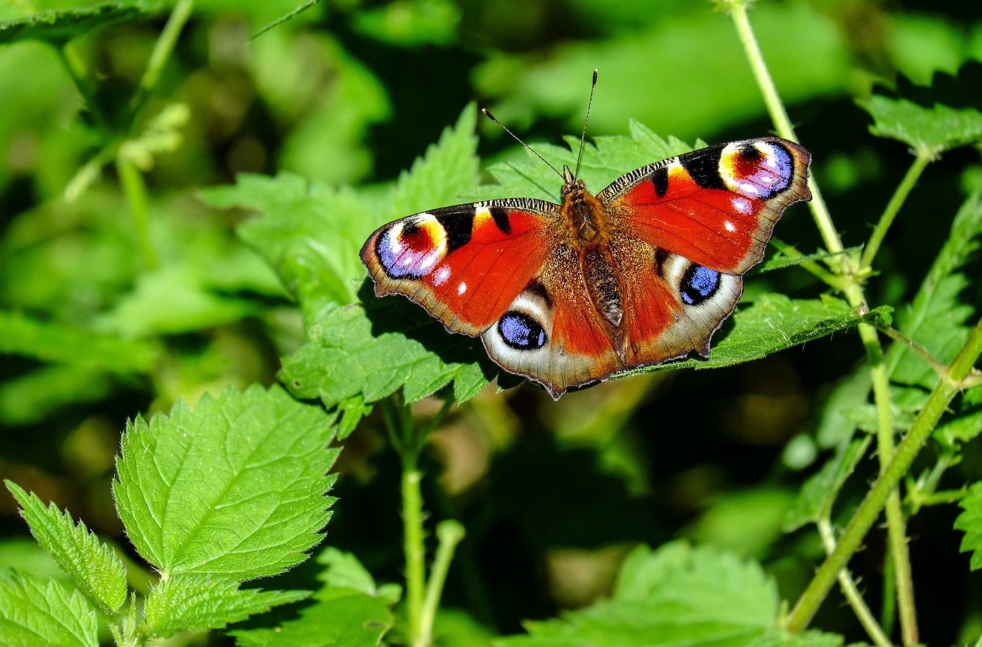 Papillon paon