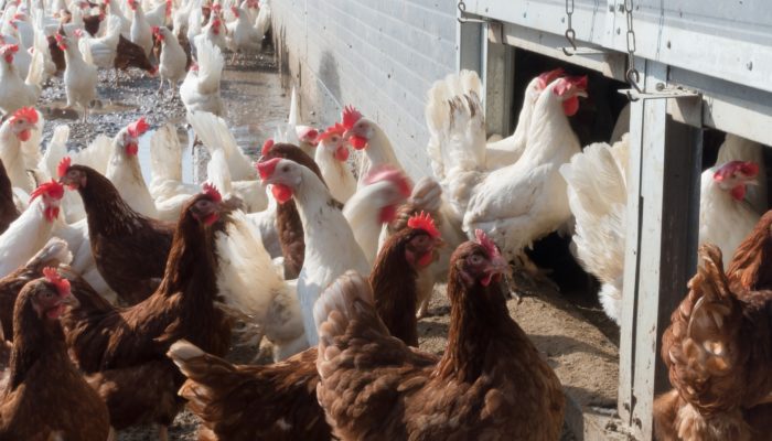 Influenza aviaire : La France passe au niveau de risque « élevé » sur le territoire hexagonal