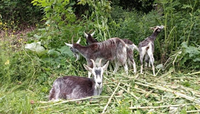 Eco pâturage pour réguler la renouée du Japon