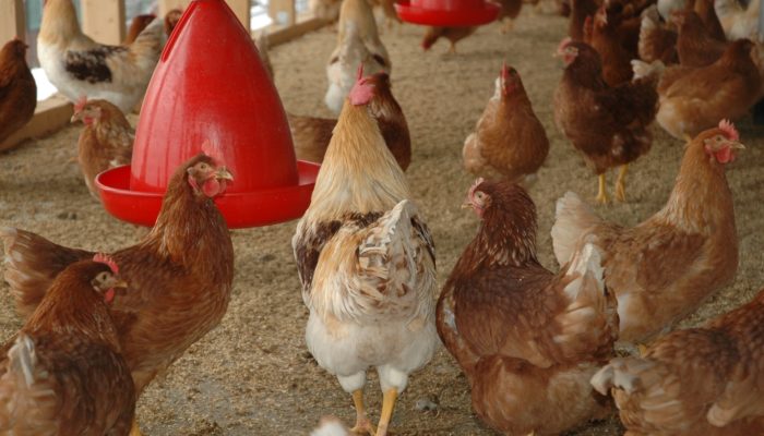 Influenza aviaire :  passage à risque élevé