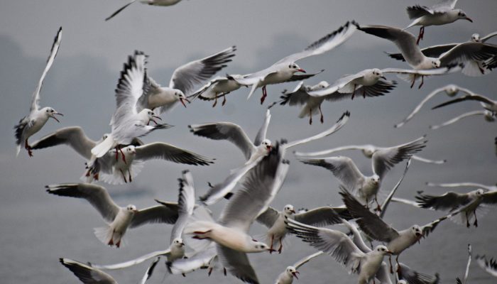 Influenza aviaire : Extension de la zone de contrôle temporaire (ZCT)