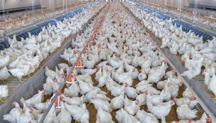 Influenza aviaire : abaissement du risque élevé à modéré