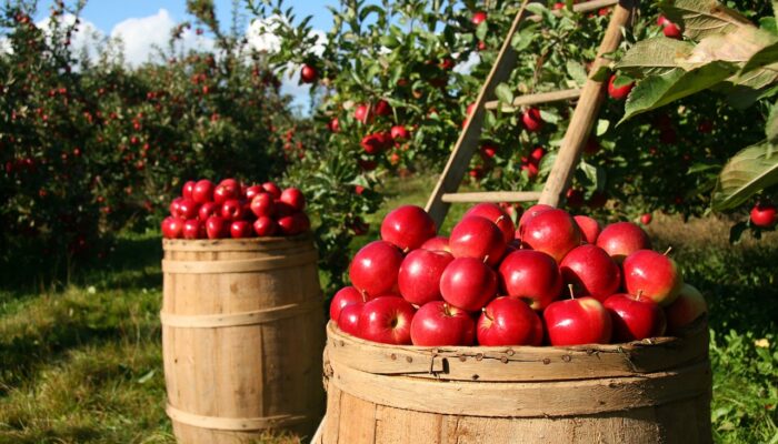 Concours photo amateur : « La pomme dans tous ses états »