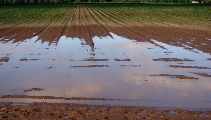 Intempéries du mois de juin 2024 et pertes agricoles