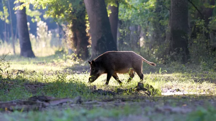 Vigilance sanitaire : Tous face aux risques Peste Porcine Africaine en France