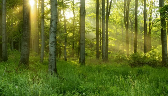 Le Schéma Départemental de Gestion Cynégétique du Cher (SDGC) 2025-2031