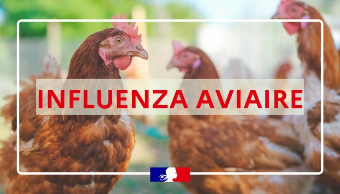 [Influenza aviaire] Conduite à tenir lors de la détection d’un cas hautement pathogène
