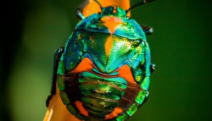 Un voyage exploratoire et insolite dans l’univers des insectes, réels … .ou pas !