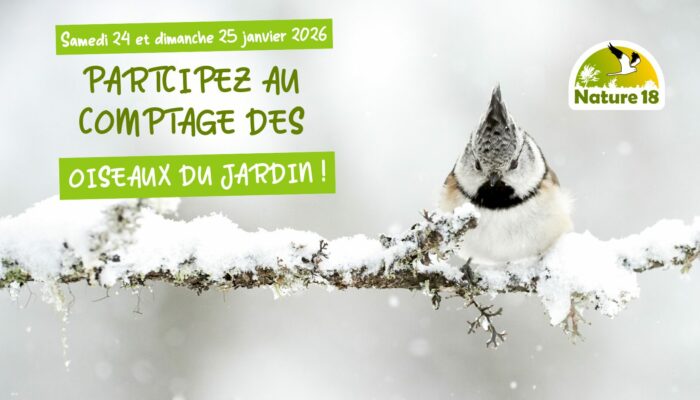Comptage des oiseaux du jardin