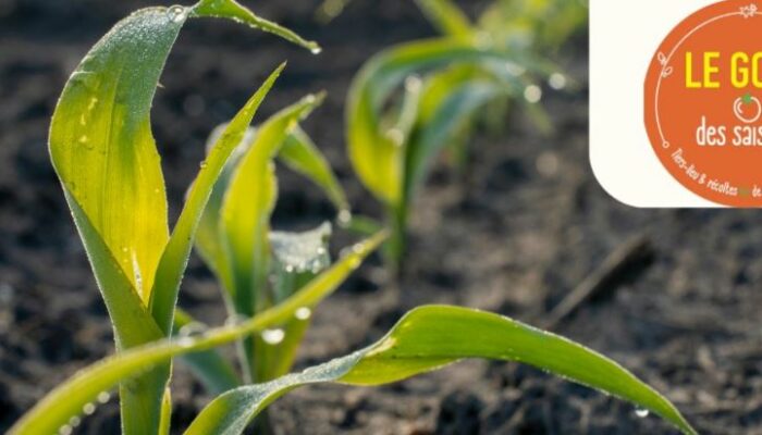 Grande vente de plants chez votre maraîcher