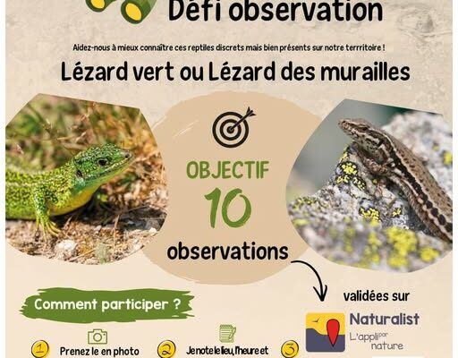 Mission participative : partez à la recherche des lézards des Terres du Haut Berry !