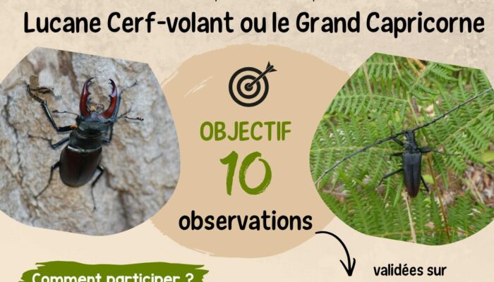 Mission Biodiversité : à la recherche des géants du bois !